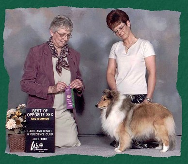 leahsheltieweb.jpg (41636 bytes)
