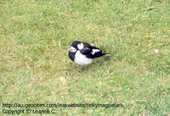 Tinky the Australian Magpie Lark.