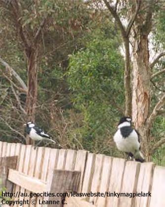 Father and baby on our back fence :-)