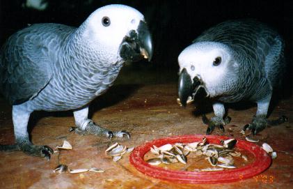 My African Grey Parrots, Soooo Cute!