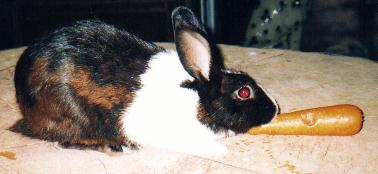 My Rabbit, Blacky