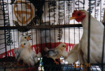 Mother Hen And Chicks