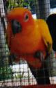 My Sun Conure, Spike