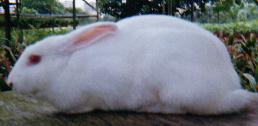 My Rabbit, Snowy