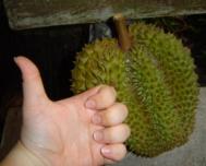 The Durian At My Home Hahaha...~