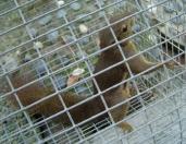 The Squirrel that fainted in front of my house... haha kawaii ne!!~