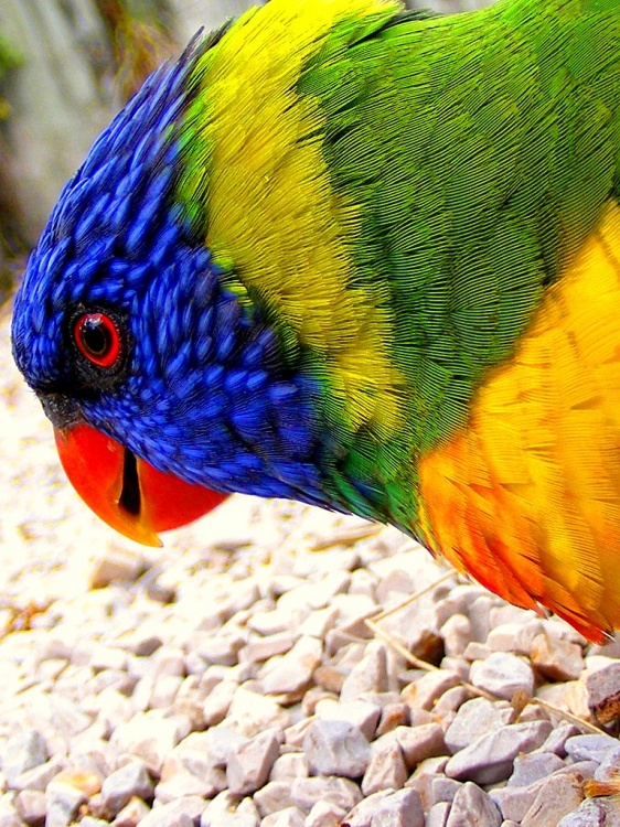 AS CORES?