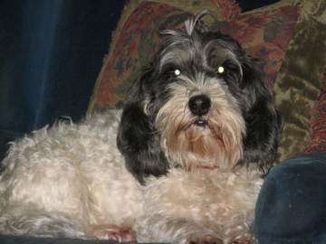 callie the couch potato