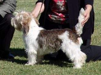 Coco takes winners bitch at Woodland