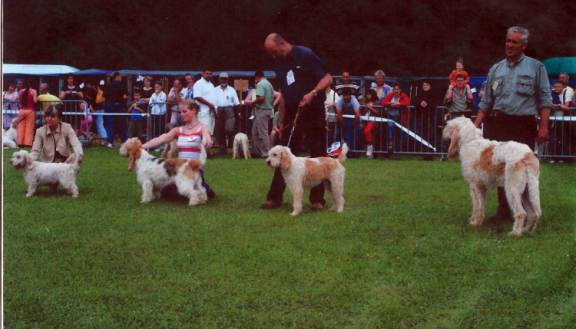 the four hound breeds of the Vendee