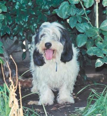 Harpad in the garden