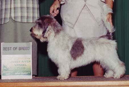 Odie winning Best of Breed
