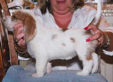 Rosie as a puppy practicing her stacking