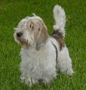 Zouk standing free in the yard