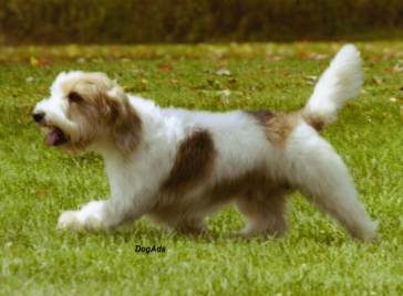 Zouk moving free in the yard