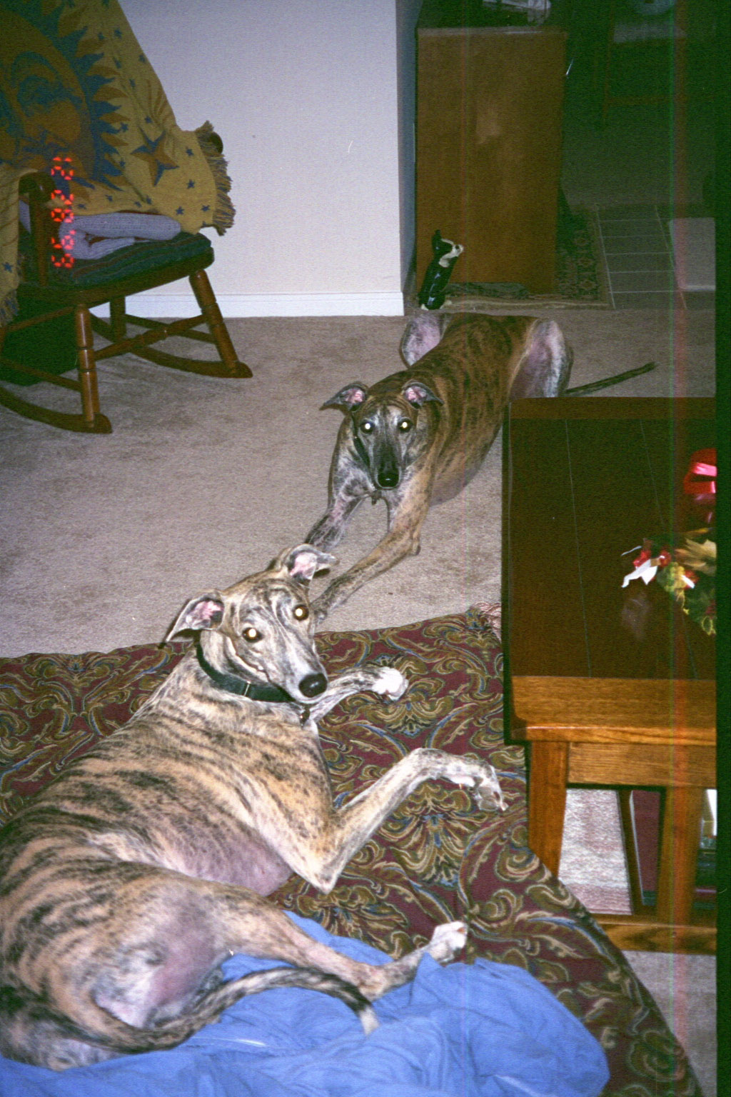 Naya (Michael's rescued greyhound) and Nevada (Jeff and Steph's greyhound)