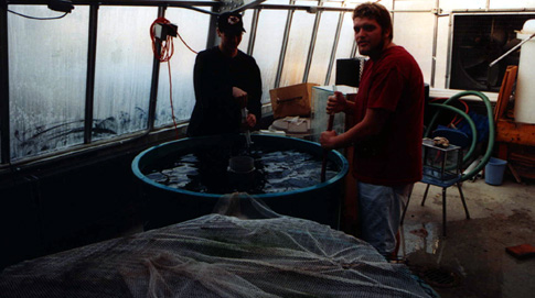 Two students ignore the gloomy weather and prepare the tilapia tanks in the old aquaculture greenhouse