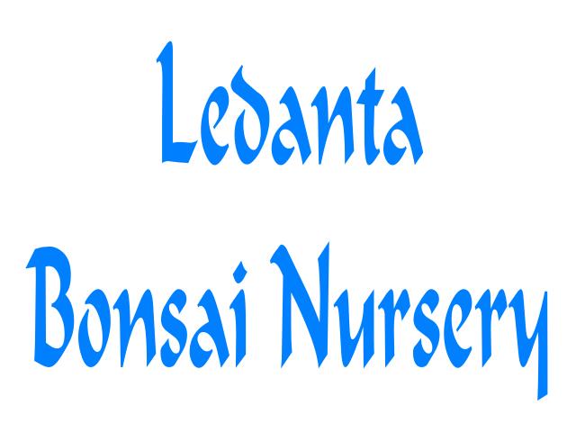 Ledanta Bonsai Nursery