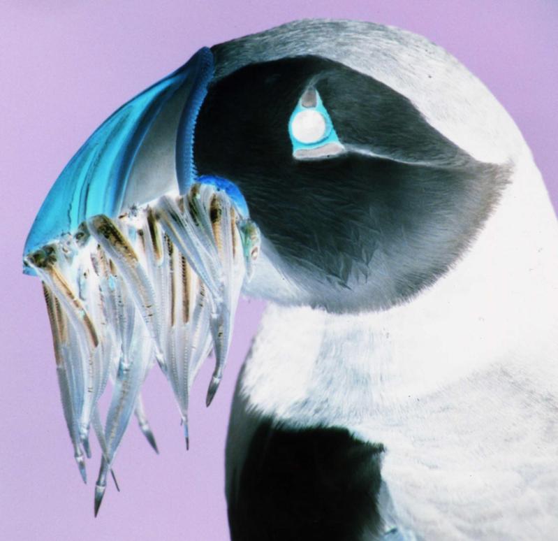 Negative image of a Puffin