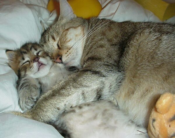 Mommy cat and baby