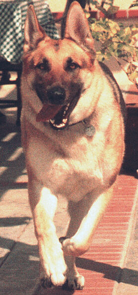 Laika in motion