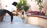 Laika in motion