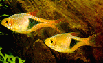 Harlequin Fish  - Rasbora heteromorpha