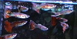 Guppy - Poecilia reticulata