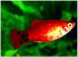 Mickey Mouse Platy - Xiphophorus variatus