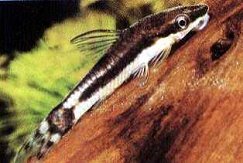 Midget Sucker Catfish - Otocinclus affinis