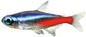 Neon Tetra - Paracheirodon innesi