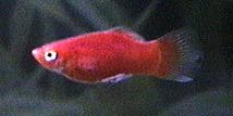 Red Platy - Xiphophorus maculatus Rio Coatzacoalcos