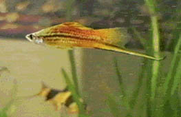 Swordtail Platy - Xiphophorus variatus xiphidium Red Wagtail
