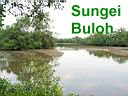 Sungei Buloh