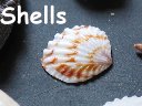 Sea Shells