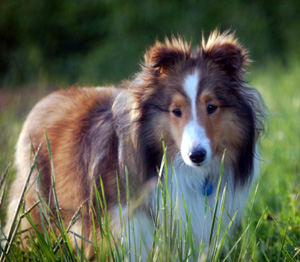 oak glen shelties