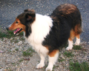 oak glen shelties
