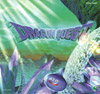 CD Cover - Front