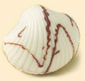 scallopshell