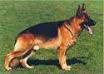 Small picture of V Marco vom Fossheller