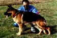 Small picture of VA3 (B) Amigo vom Belgier