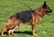 Small picture of VA (USA) Wildmarkens Tito