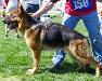 Small picture of V Heike's Yassko