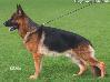 Small picture of V Manzo vom Nadelhaus