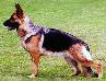 Small picture of SG Zena vom Baronenwald