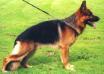 Small picture of V Yollie von der Zenteiche