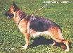 Small picture of VA2 Untox von Ducati