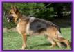 Small picture of V (BSZS) Xandor von Tronje