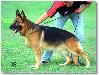 Small picture of V Joska von Ducati