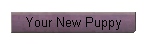 Your New Puppy